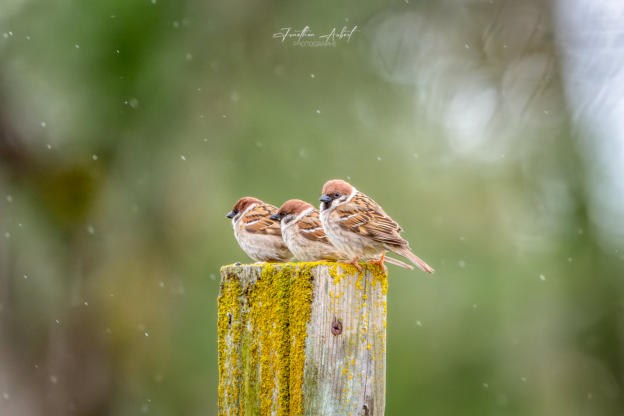 Deux oiseaux posés dans une lumière naturelle de Camargue