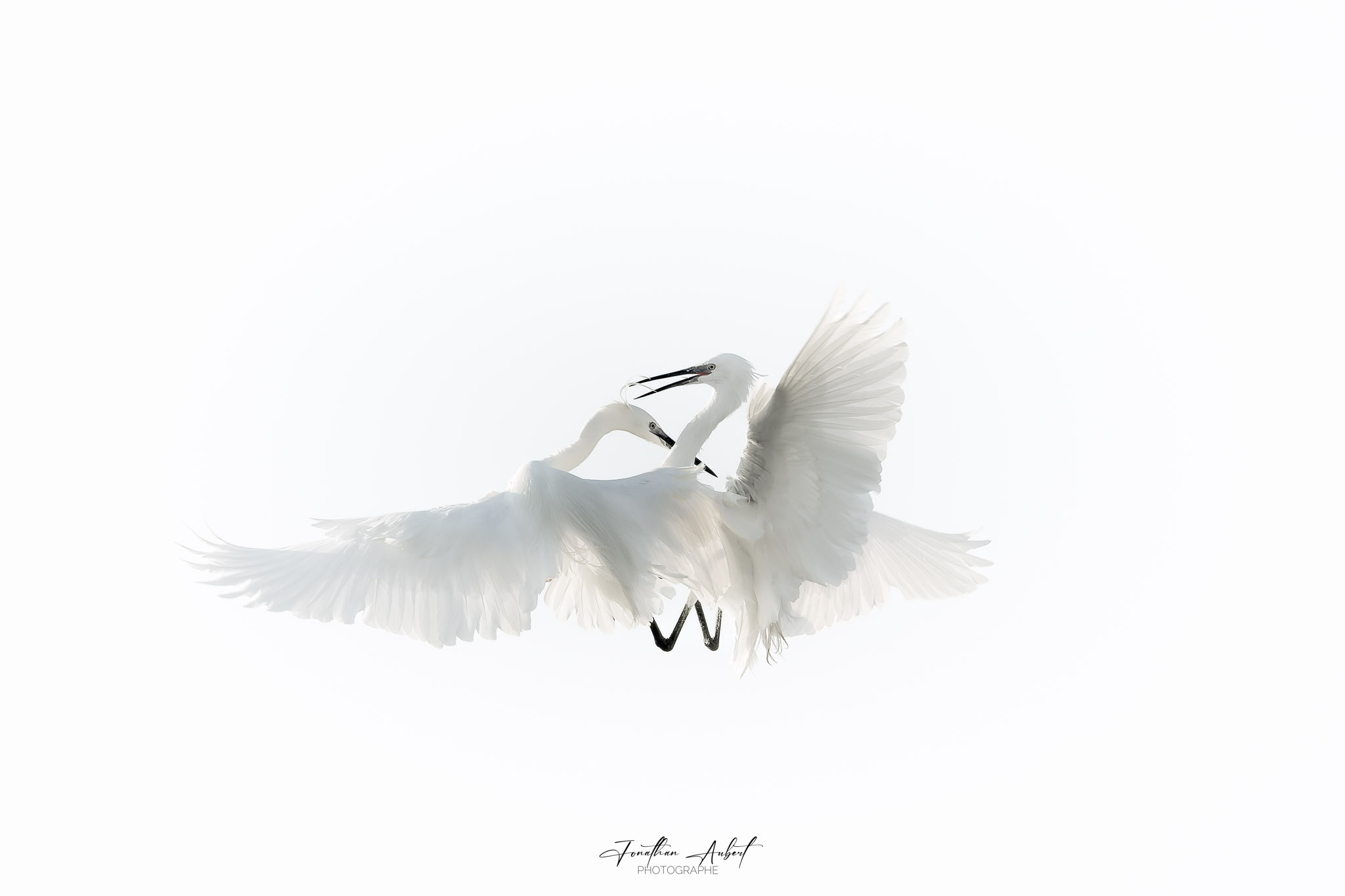 Oiseau traité avec une approche minimaliste fine art