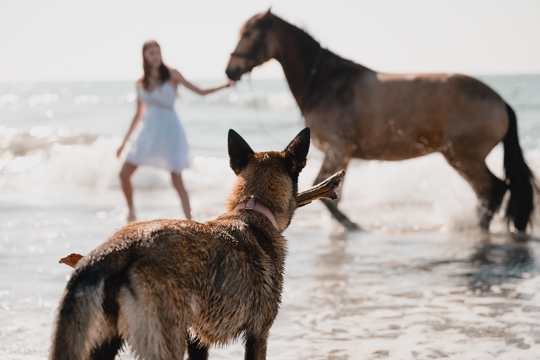 Séance équestre sur la plage avec cheval et chien