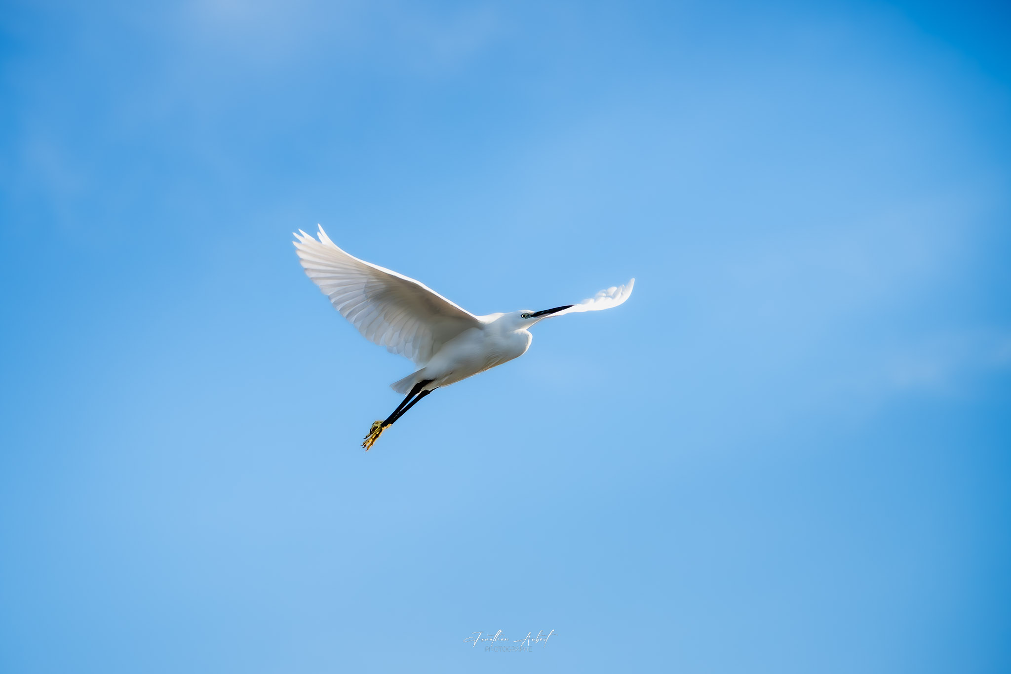 Oiseau blanc en vol sur ciel bleu
